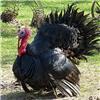 Fresh Christmas Bronze Turkey 5kg