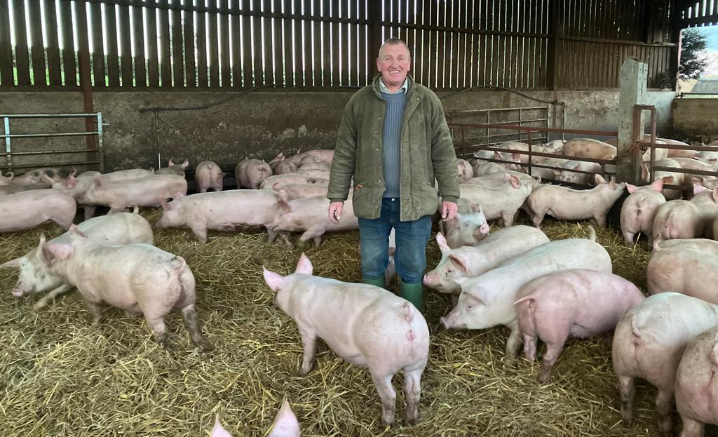 Craig in amongst our pigs